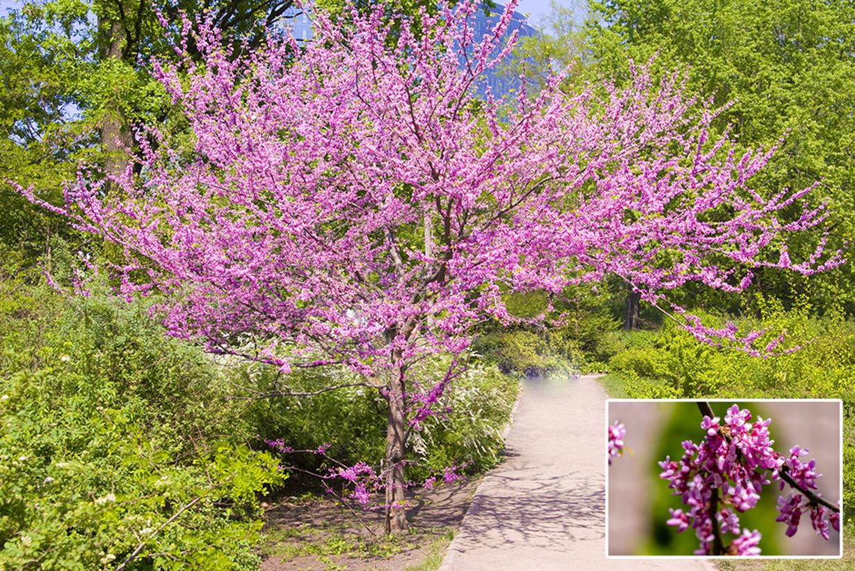 Eastern Redbud