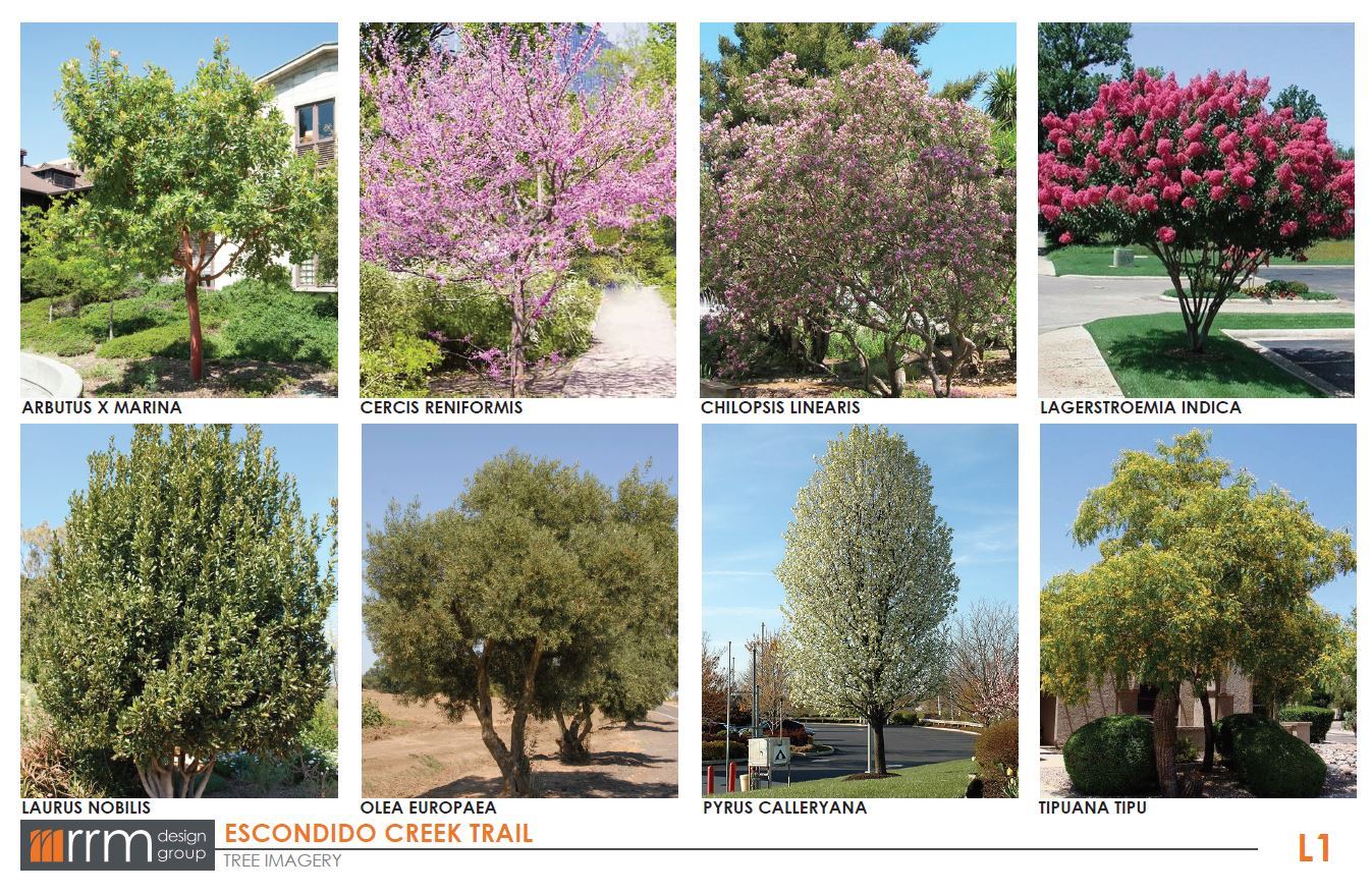 Creek Trail Plant List - Tree Imagery Creek Trail Plant List - Tree Imagery